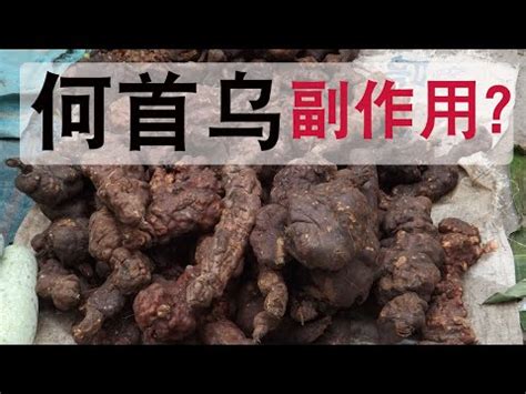 人參何首烏功效|何首烏 的功效與作用有哪些？完整解析！